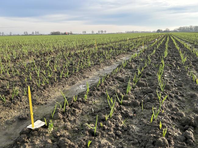 Nieuwe kruisingen plantuien 